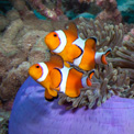 paradise island clownfish