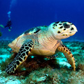 tropical island turtle