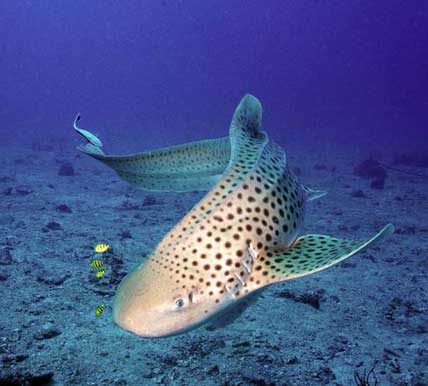 Leopard sharks at Koh Tachai