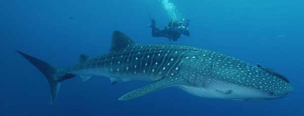 sustainable tourism in thailand with Blue Guru whale shark program