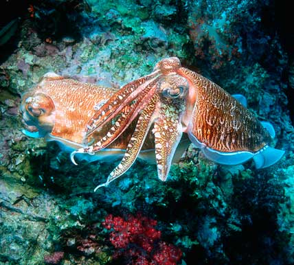 scuba diving for cephalopods