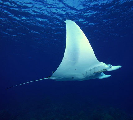 koh tachai pinnacle manta rays