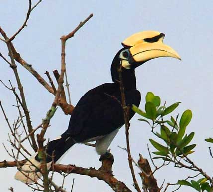 kayak nature tours in thailand