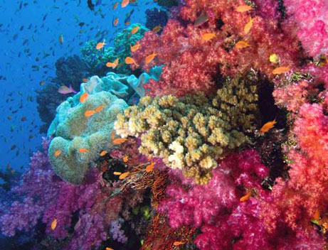 tropical island girl