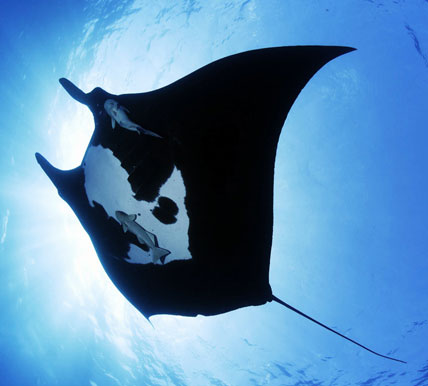 Richelieu Rock pelagic