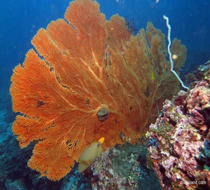 Richelieu Rock sea fan