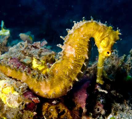 richelieu tigertail seahorse